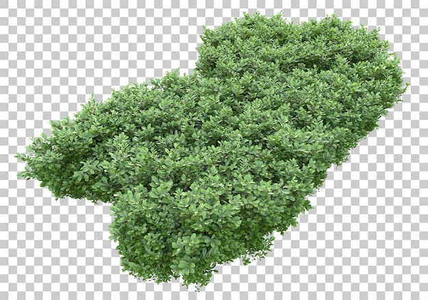 Grass scene on transparent background 3d rendering illustration