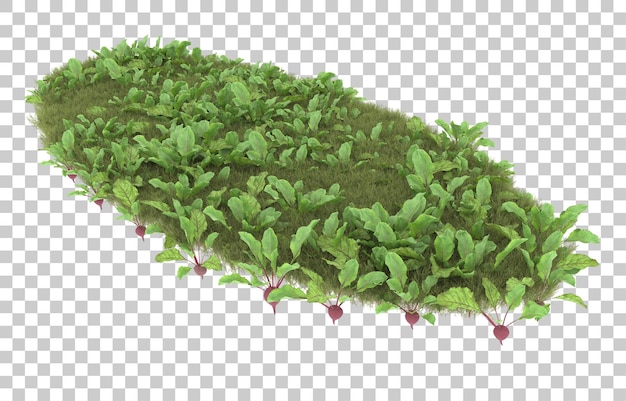 Grass on transparent background. 3d rendering - illustration