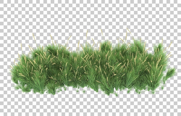 Grass on transparent background. 3d rendering - illustration