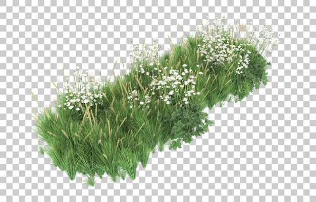 Grass on transparent background. 3d rendering - illustration