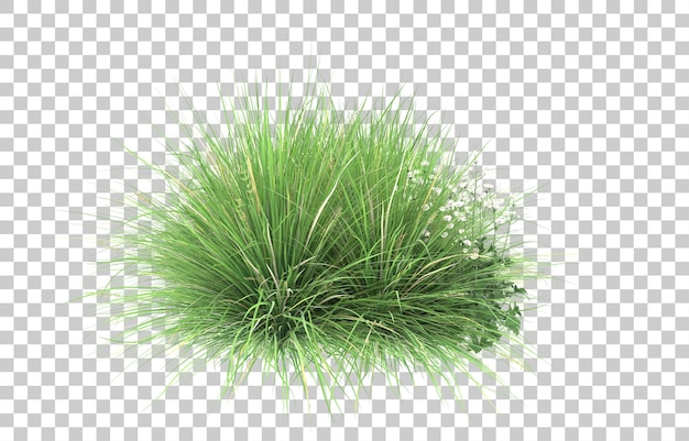 Grass on transparent background. 3d rendering - illustration