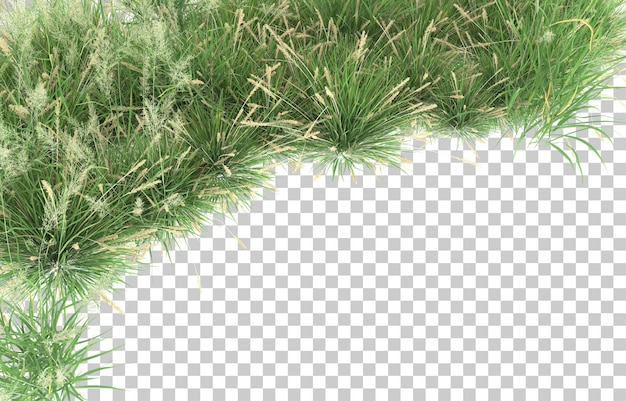 Grass on transparent background. 3d rendering - illustration