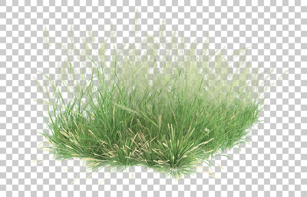 Grass on transparent background. 3d rendering - illustration