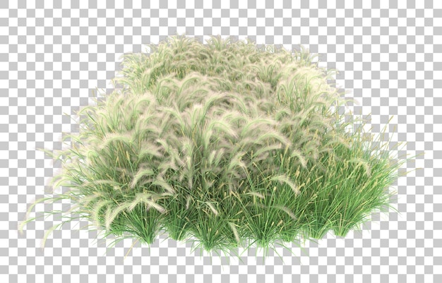 Grass on transparent background. 3d rendering - illustration