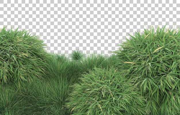 Grass on transparent background. 3d rendering - illustration