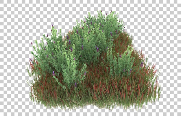 Grass on transparent background. 3d rendering - illustration