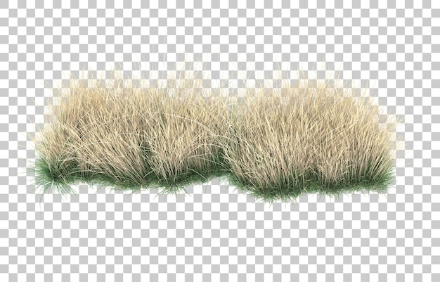 Grass on transparent background. 3d rendering - illustration