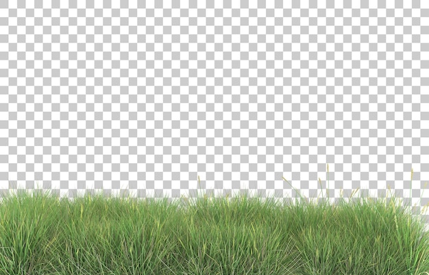 Grass on transparent background. 3d rendering - illustration