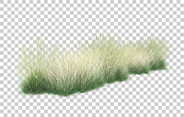 Grass on transparent background. 3d rendering - illustration