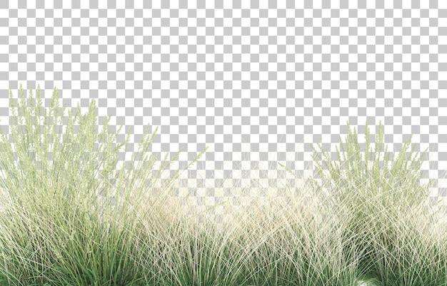 Grass on transparent background. 3d rendering - illustration