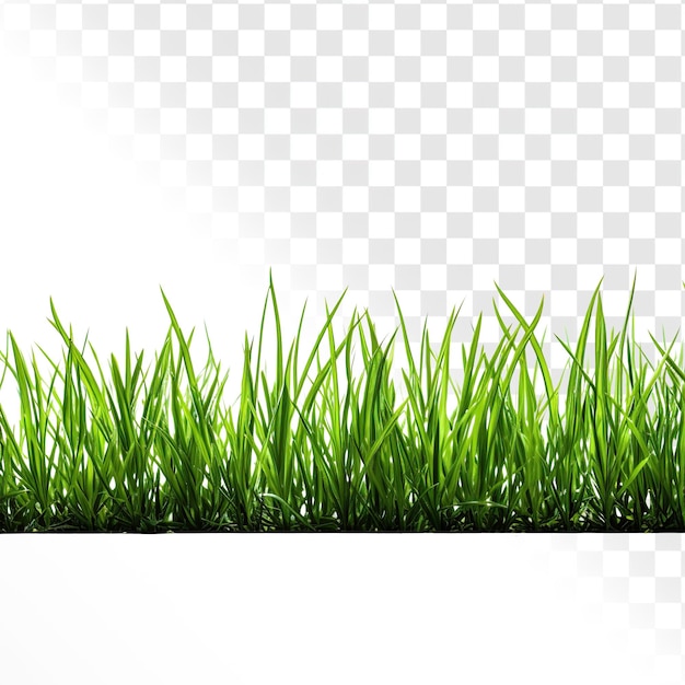 Grass on a transparent background