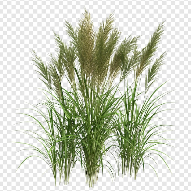 PSD grass on a white background png