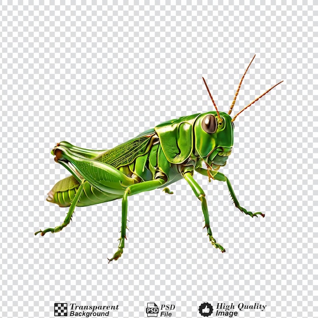 grasshopper isolated on transparent background