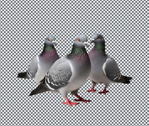 PSD great pigeon isolated on transparent background