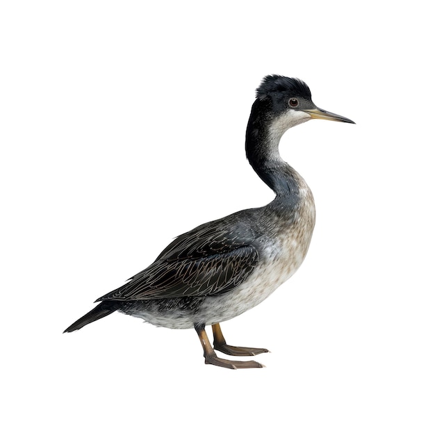 Grebe Isolated Transparent Background Images