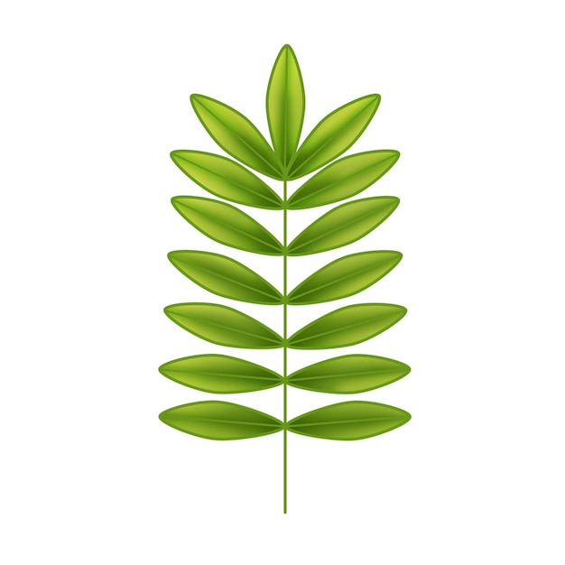 PSD green ash leaf raster illustration