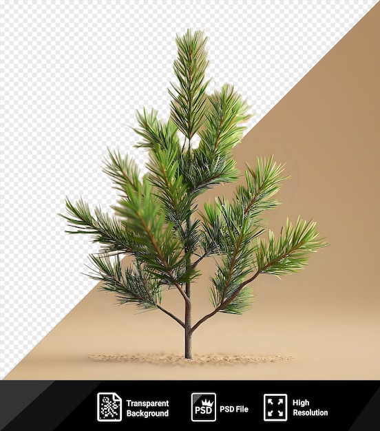 green banch of fir isolated on isolated background