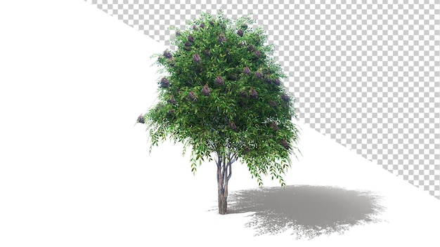 Green Berries Tree with isolated tree 3d render