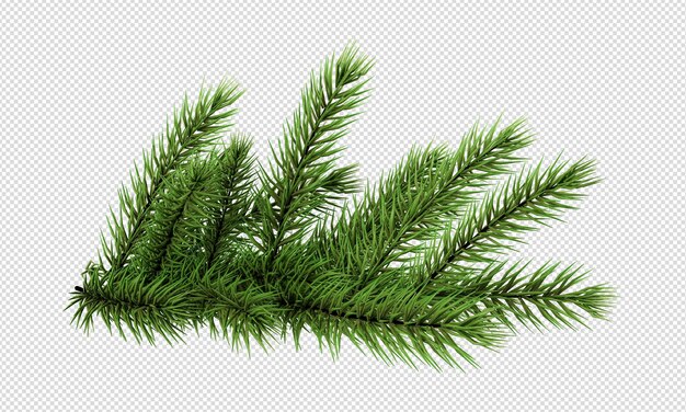 PSD a green branch of a christmas tree with a white background