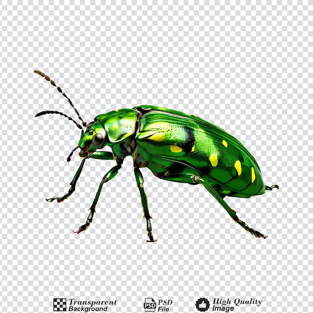 green bug isolated on transparent background