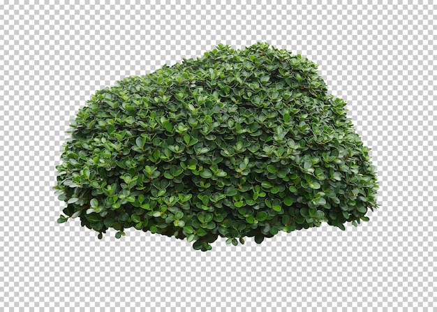 Green bush isolated transparency background