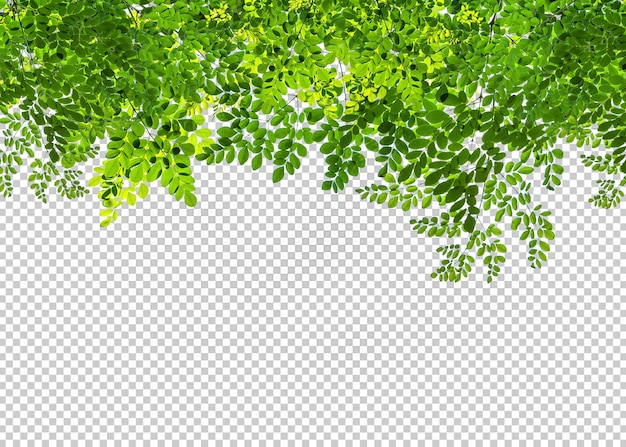 green bush isolated transparency background