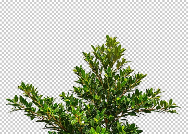 green bush isolated transparency background