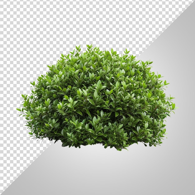 Green bush png