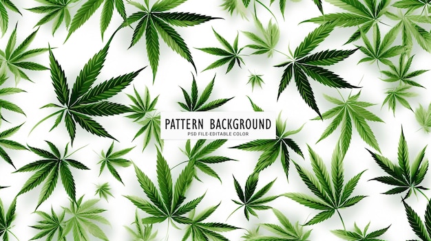 Green cannabis leaves marijuana on white background Hemp ganja leaf