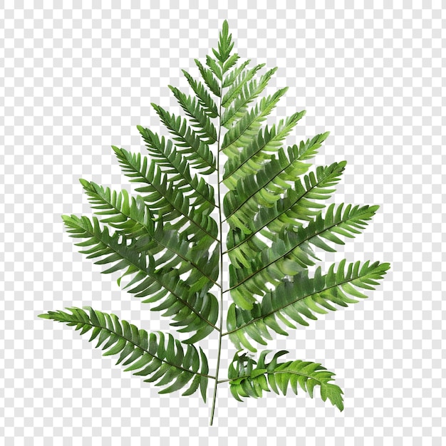 Green Fern Branch on Transparent Background