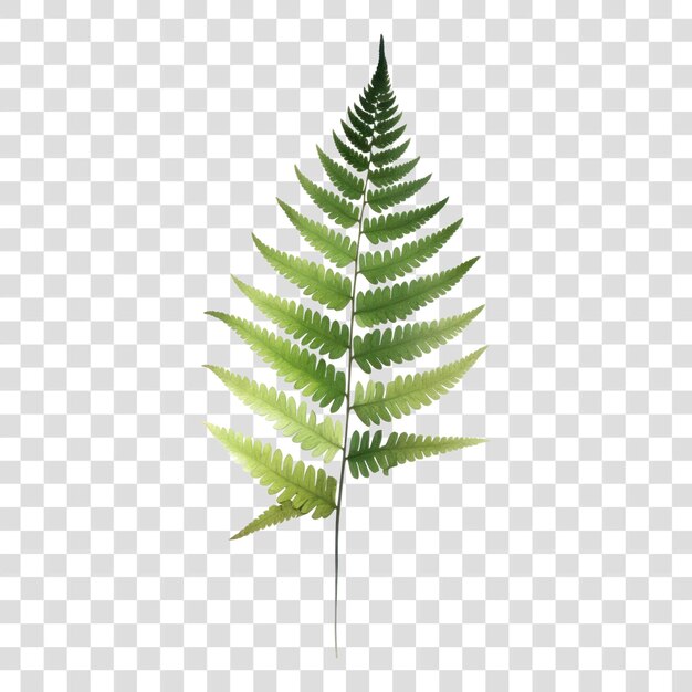 Green fern leaf isolated background