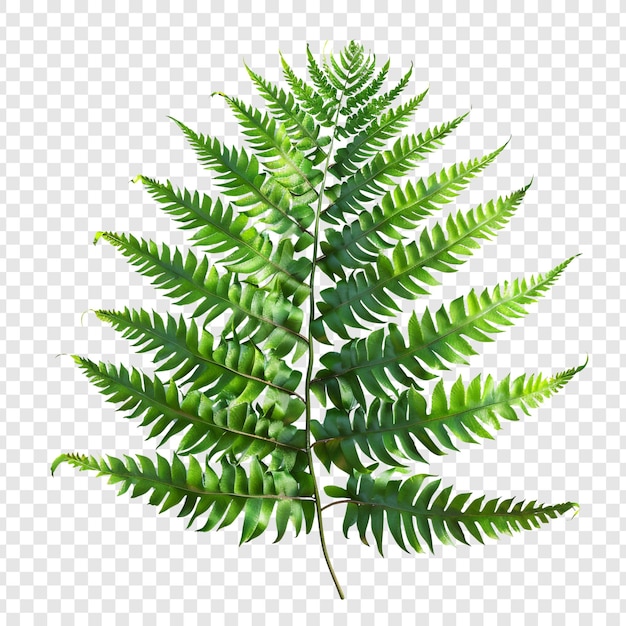 PSD green fern leaf on a transparent background