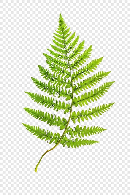 a green fern leaf on transparent background