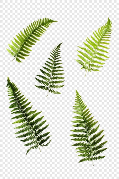 green fern leaves on a transparent background