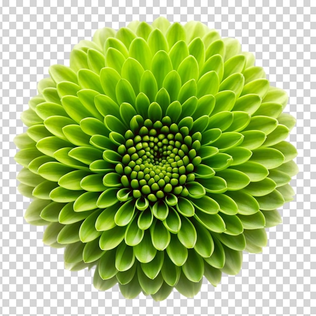 Green flower On transparent background