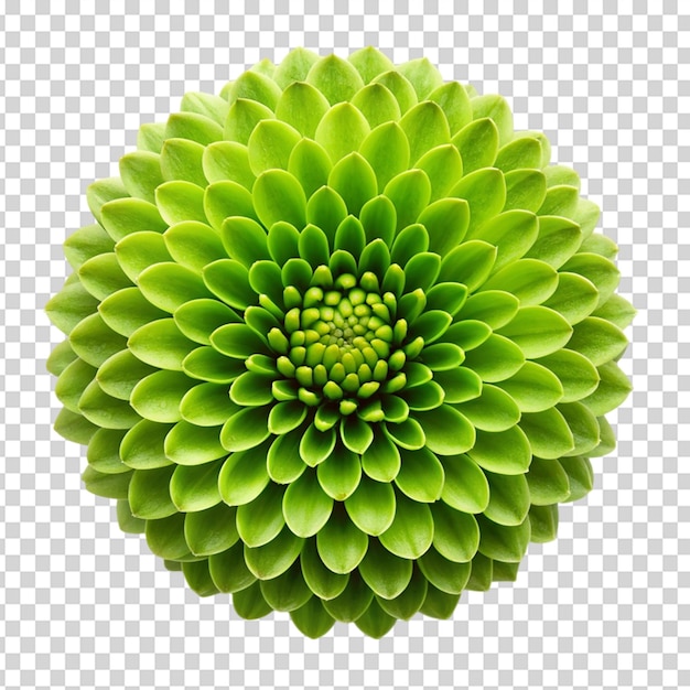 Green flower On transparent background