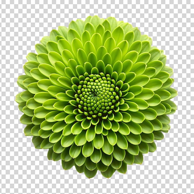 Green flower On transparent background