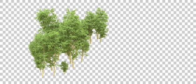 PSD green forest isolated on background 3d rendering illustration