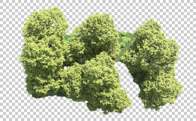 Green forest isolated on background 3d rendering illustration