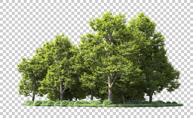 Green forest isolated on background 3d rendering illustration