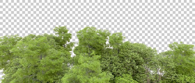 PSD green forest isolated on background 3d rendering illustration