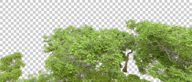 PSD green forest isolated on transparent background 3d rendering illustration