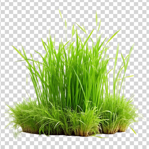 Green grass bush isolated on transparent background