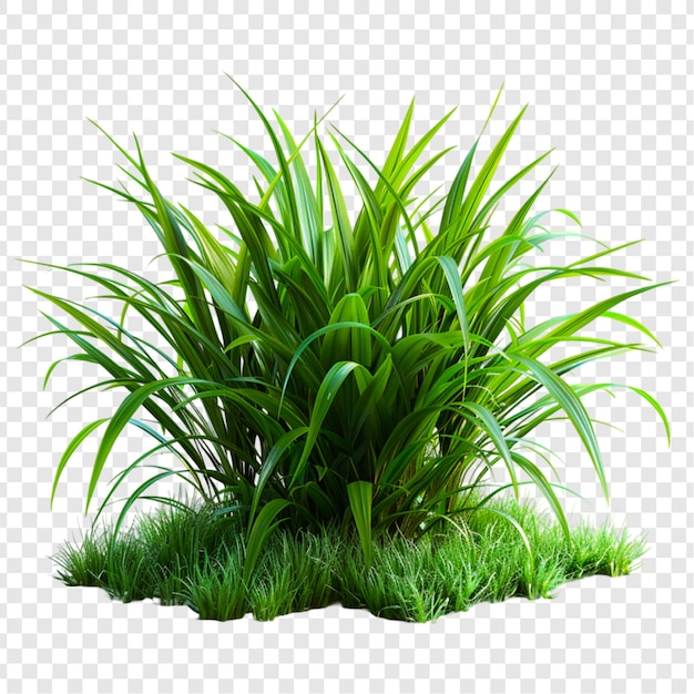 a Green Grass isolated on transparent background