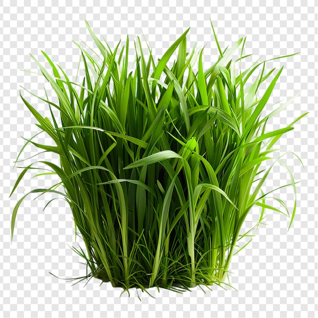 a Green Grass isolated on transparent background