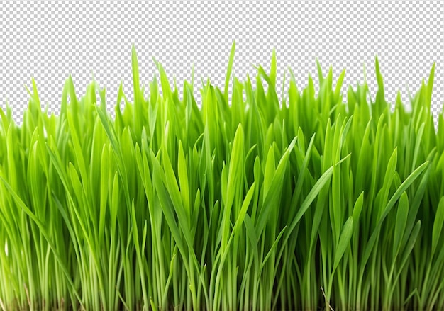 PSD green grass isolated on transparent background