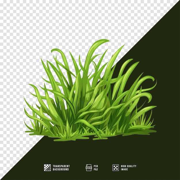 green grass with a transparent background