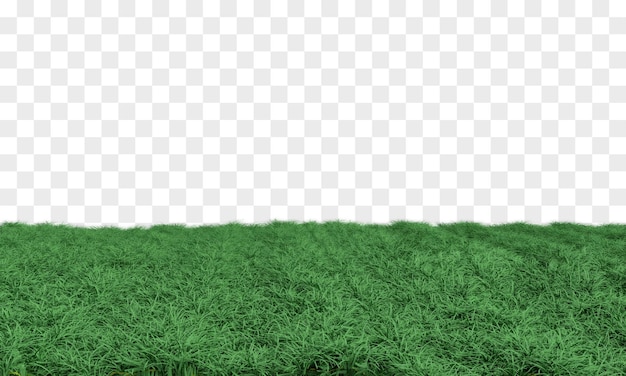 Green grass