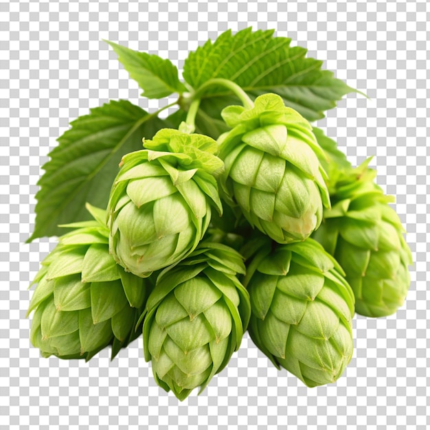 PSD green hop cones a natural ingredient for the production of beer isolated on transparent background