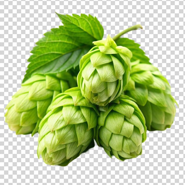 PSD green hop cones a natural ingredient for the production of beer isolated on transparent background